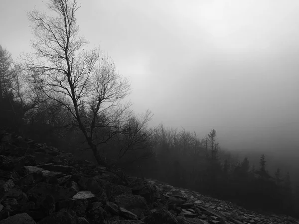 Hills increased from early morning autumn foggy background. Black and White photo.