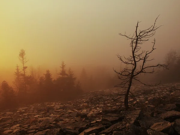 Bosque en la colina aumentó desde temprano en la mañana otoño niebla fondo . — Foto de Stock