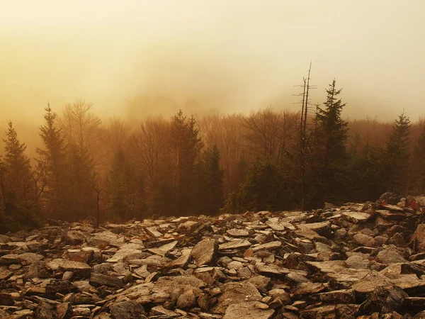Bosque en la colina aumentó desde temprano en la mañana otoño niebla fondo . — Foto de Stock