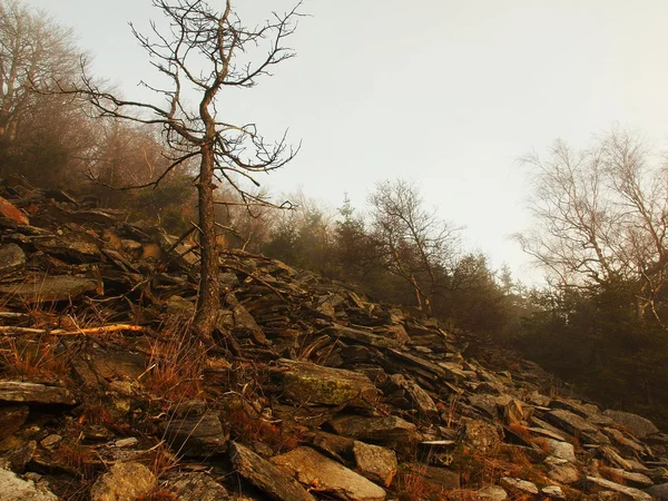 Лес на холме увеличился с раннего утра осенний туманный фон . — стоковое фото