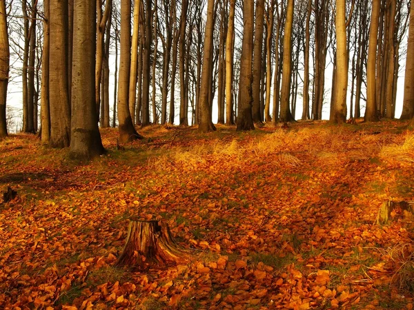 Lesa na kopci se zvýšil z ranní podzimní mlhavé pozadí. — Stock fotografie