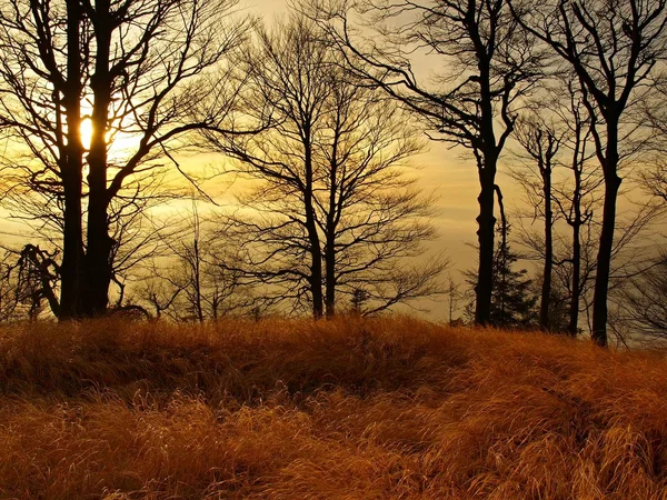 Forêt sur colline a augmenté à partir de l'automne tôt le matin fond brumeux . — Photo