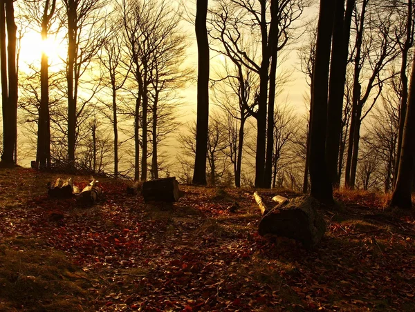 Forest on hill increased from early morning autumn foggy background. — Stock Photo, Image