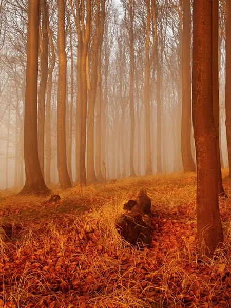 The autumn sunrise in beech forest. Fog between naked beech trees without leaves. — Stock Photo, Image
