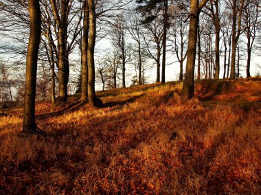 Forest Hill, sabah erken sonbahar sisli arka plandan arttı. ilk güneş ışınları.