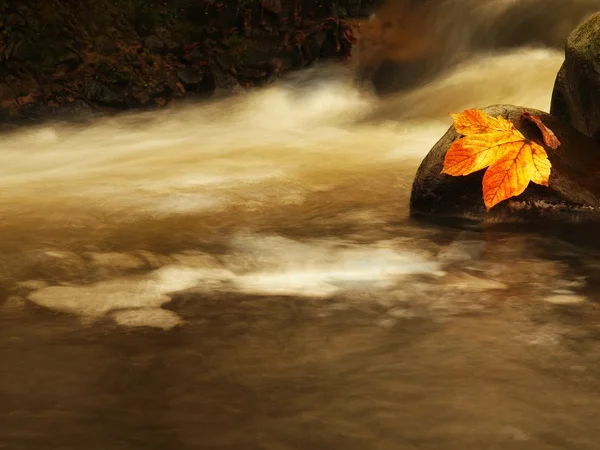Nice colorful broken maple leaf on basalt stone in blurred water of mountain stream cascade. — Stock Photo, Image