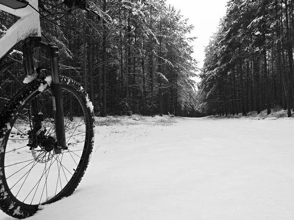 Переднее колесо и часть каркаса горного велосипеда в первом снегу на лесной дороге. Расплавленные снежинки на шинах, силентере и дисковом разрыве. Черно-белое фото . — стоковое фото