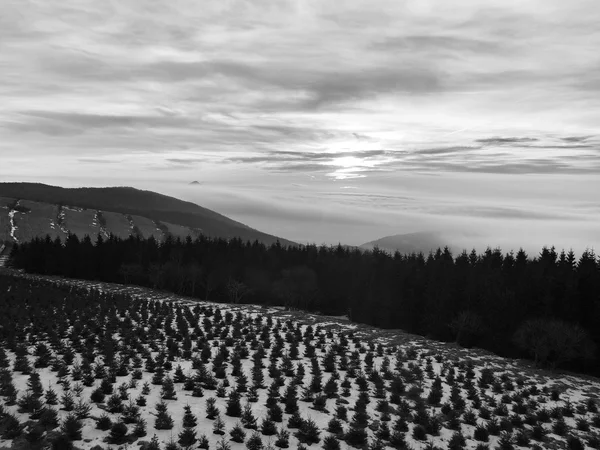 A cloud inversion is filling the bottom of valley between hills. Dark peaks of trees make contrast with yellow and orange clouds on the sky. — Stock Photo, Image