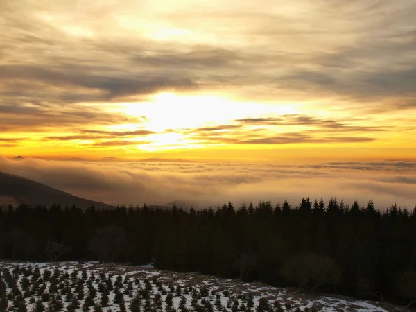 A cloud inversion is filling the bottom of valley between hills. Dark peaks of trees make contrast with yellow and orange clouds on the sky. — Stock Photo, Image