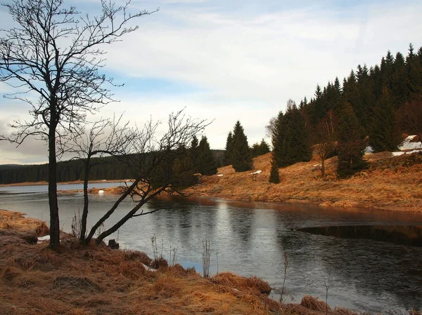 Zimní pohled na jezero s tenkou modrou LED na protějším břehu. suché staré stébla trávy a rákosí na banku, tmavě modré a zelené jehlice stromu, nahý listy stromu. — Stock fotografie