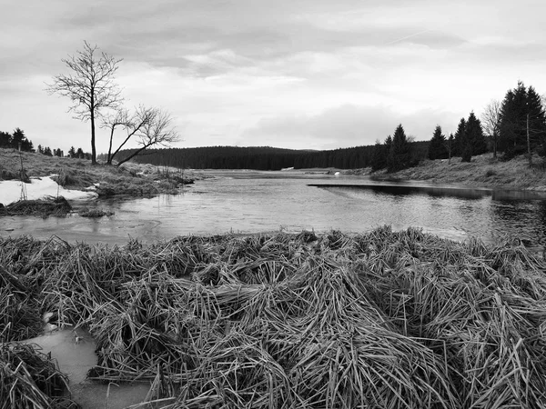 Zimní pohled na jezero s tenkou modrou LED na protějším břehu. suché staré stébla trávy a rákosí na banku, tmavě modré a zelené jehlice stromu, nahý listy stromu. černobílé fotografie. — Stock fotografie