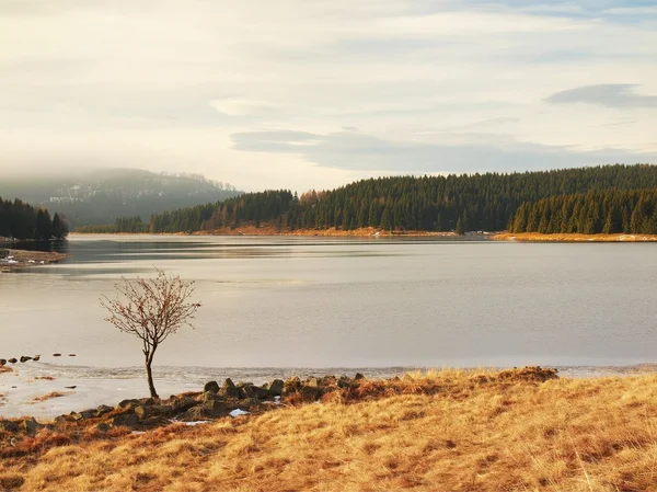Árvore de Rowan dobrada no banco. Vista de inverno sobre o lago com gelo azul fino à margem oposta . — Fotografia de Stock