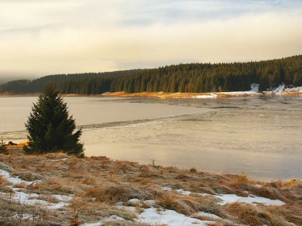 Winterblick über den gefrorenen Wasserspiegel des Sees, ein paar Felsbrocken ragen aus dem Eis. trockene alte Grashalme und Schilf am Ufer, dunkelblaue und grüne Nadeln Baum, nackte Blätter Baum. — Stockfoto