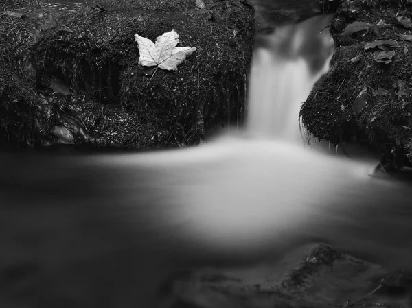 Cascade on small mountain stream, water is running between boulders and bubbles create milky level. The colorful maple leaf on stone, blurred water. — Stock Photo, Image
