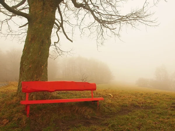 오래 된 보리수 아래 빨간 나무 벤치입니다. 차가운 안개 낀가 날씨. — 스톡 사진