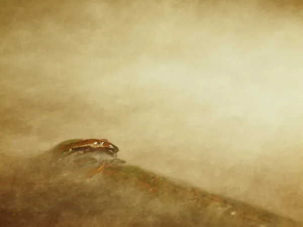 Abstract, mineraal water is vallen in waterval in klein zwembad. kleine druppels zijn springen het waterniveau. — Stockfoto