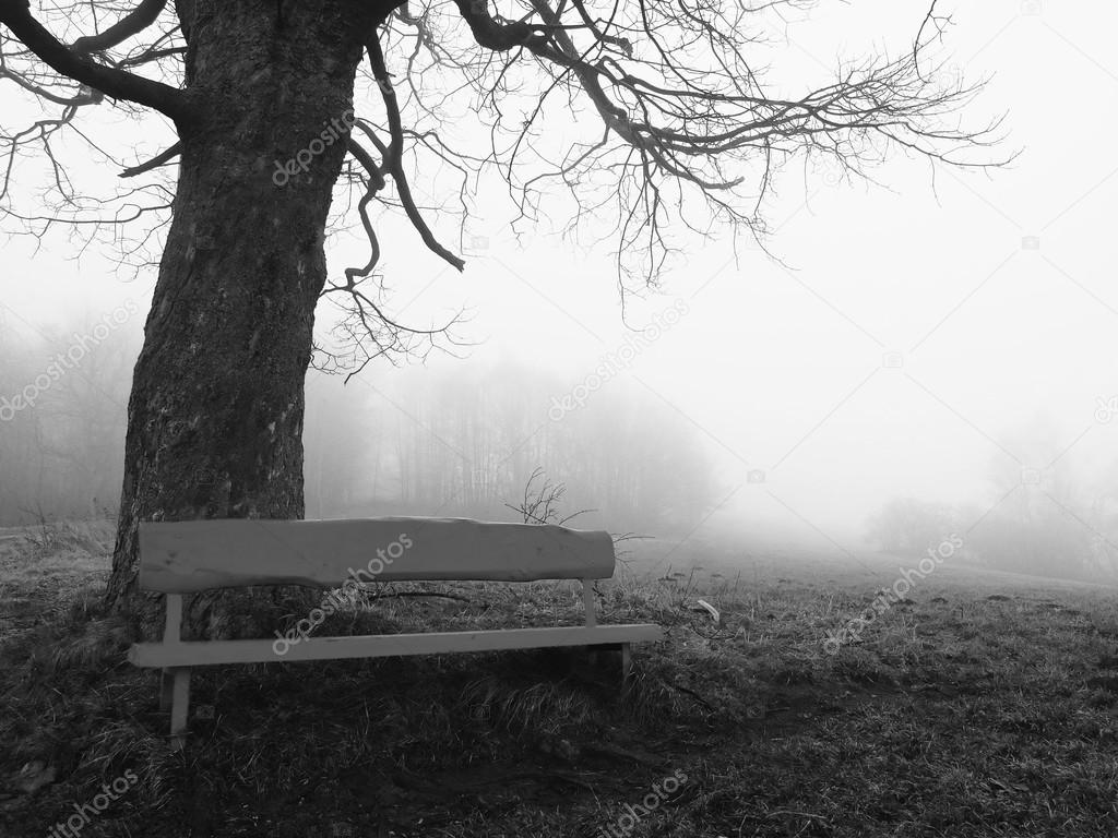 Red wooden bench below old lime tree. Cold misty autumn weather.