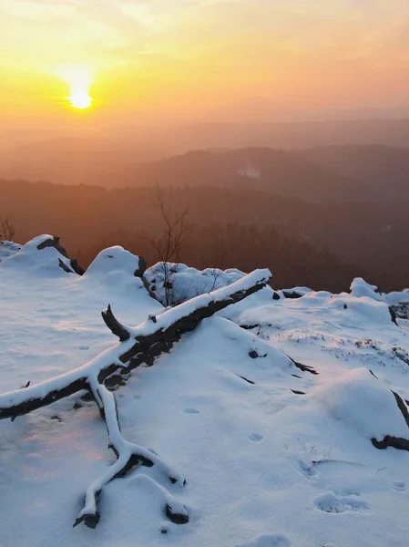 Tuure fallna stammen täckt med färska pudersnö, steniga rock peak ökade från dimmigt valley. vintern dimmiga soluppgång i en vackra stenar imperium. — Stockfoto