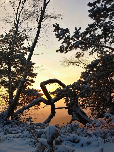 Manhã de inverno na floresta do parque. Vista através de ramos de pinho para o céu frio laranja e azul, neve em pó fresco no chão pedregoso . — Fotografia de Stock