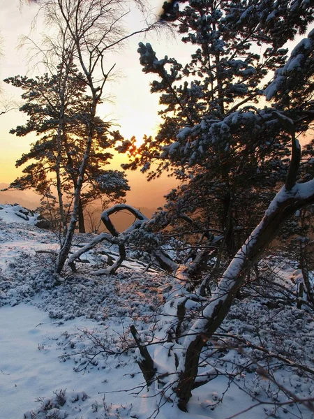 公園の森林で風の強い冬の朝。オレンジと青の冷たい空に松の枝、石の地面に新鮮な粉の雪を見る. — ストック写真