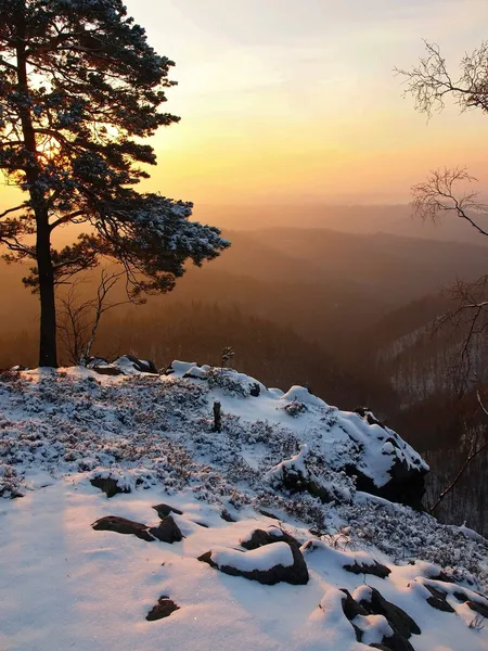 Mattinata invernale ventosa nella foresta del parco. Vista attraverso rami di pino al cielo freddo arancione e blu, neve fresca in polvere su terreno pietroso . — Foto Stock