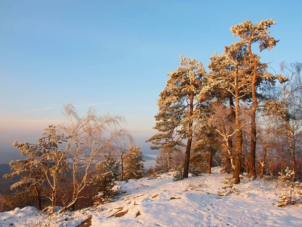 Mattina invernale sulla cima del punto di vista roccioso. Pini piegati con aghi e rami congelati. Neve in polvere congelata su terreno pietroso . — Foto Stock