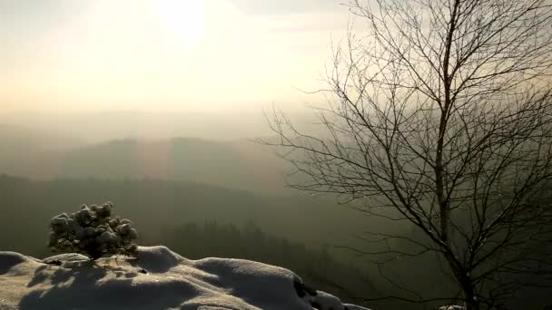 Wintermorgen auf dem Gipfel des felsigen Aussichtspunktes. Gebogene Kiefern mit Frostnadeln und Ästen. gefrorener Pulverschnee auf steinigem Boden. — Stockvideo