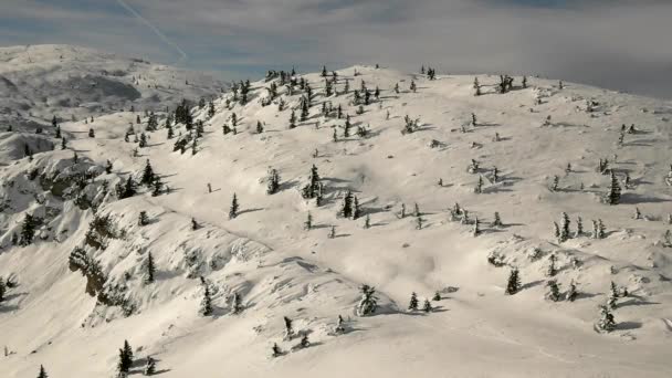 View to free terrain at snowy slope in Alps ski resort. Dark green trees sticking out from frost snow. — Stock Video