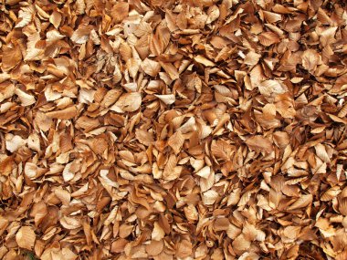 sonbahar park zemin kuru kahverengi kayın yapraklarla kaplı.