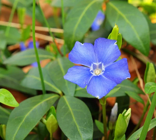 Kleine purlple bloem in bloei, eerste voorjaar bos bloem. — Stockfoto