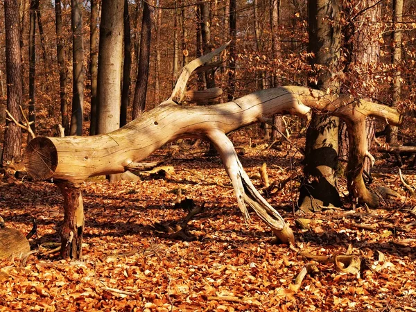 Old fallen tree without bark in sunny beech forest. Old and orange beech leaves on the ground. — Stock Photo, Image