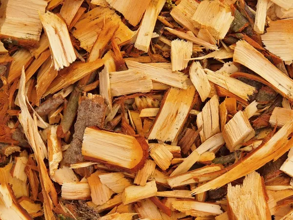 Fresh wet wood chip from alder tree, nature texture — Stock Photo, Image