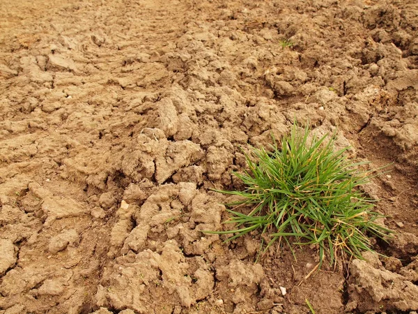 Tanah kering dari tanah liat yang retak dan hancur dengan gumpalan rumput hijau terakhir . — Stok Foto