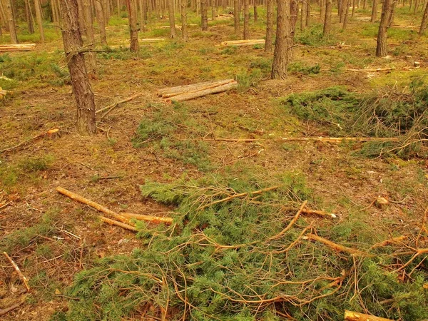 Η υλοτόμηση των νέων δέντρων σε πευκόφυτο δάσος. κοπεί κορμούς και κλαδιά στο έδαφος. — Φωτογραφία Αρχείου