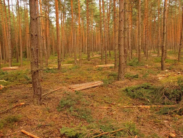 松の森で若い木の伐採。地上では幹や枝をカットします。. — ストック写真