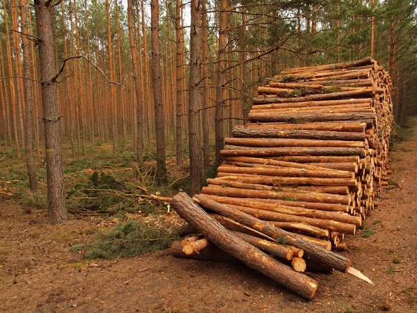 La pila de la madera de pino cortada en invierno sobre el fondo de los árboles — Foto de Stock
