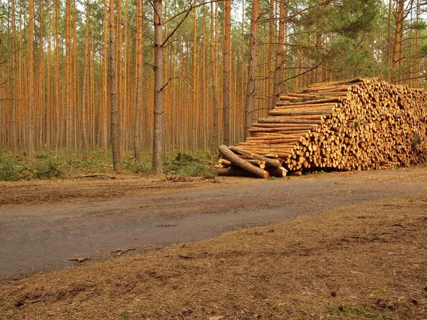 La pila de la madera de pino cortada en invierno sobre el fondo de los árboles — Foto de Stock