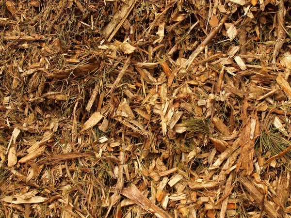 Fresh wet wood chip from alder tree, nature texture — Stock Photo, Image