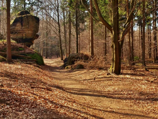 Tourist footpath in autumn forest.  The ground is cover by light sand and orange leaves of beeches and birches. — Stock Photo, Image