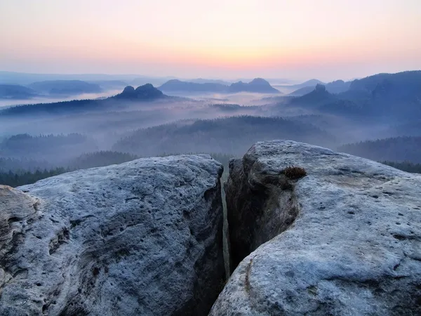 Koude mistige zonsopgang in een prachtige vallei van Saksen Zwitserland park. zandsteen pieken steeg van mist, de mist is blauw, goud en oranje gekleurde. — Stockfoto