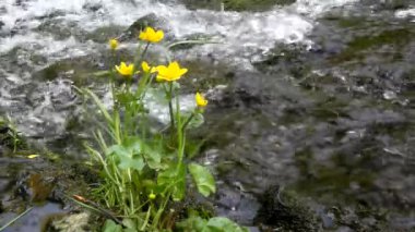 küçük dağ dere cascade, taze yeşil yaprakları ile yumuşak bataklık kadife çiçeği, genç sarı çiçekler, su çalışıyor. Bahar çiçek çiçekler.
