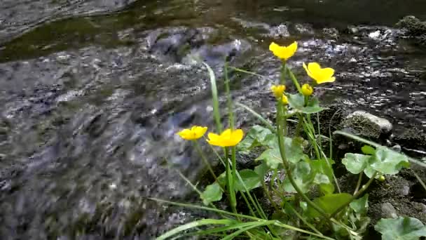 Jóvenes flores amarillas de suave caléndula pantanosa con hojas verdes frescas en cascada en un pequeño arroyo de montaña, el agua está corriendo alrededor. Flores de flor de primavera . — Vídeos de Stock