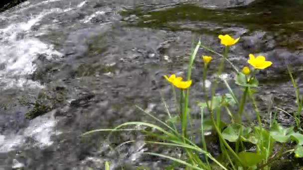 Молоді жовті квіти ніжного болота чорнобривці зі свіжим зеленим листям на каскаді на невеликій гірській течії, вода біжить навколо. Цвіте весняна квітка . — стокове відео