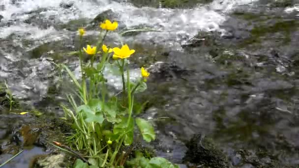 Jóvenes flores amarillas de suave caléndula pantanosa con hojas verdes frescas en cascada en un pequeño arroyo de montaña, el agua está corriendo alrededor. Flores de flor de primavera . — Vídeo de stock