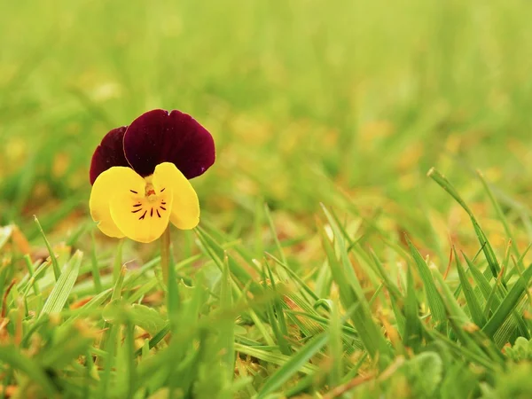 Pequeña flor de pansy salvaje en flor, hierba verde fresca borrosa en el fondo . —  Fotos de Stock
