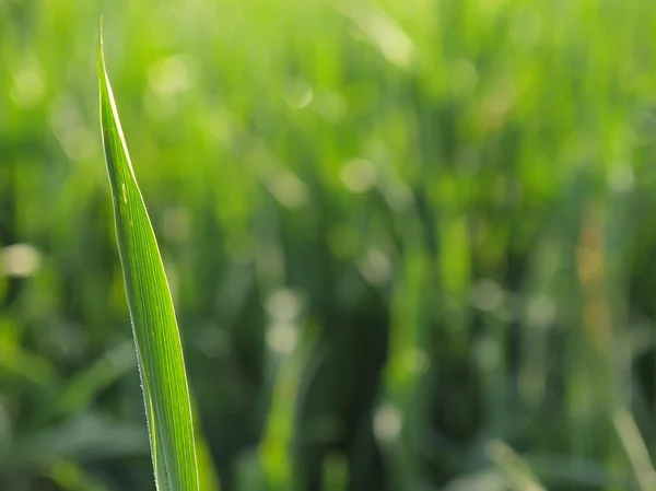Stonek pšenice jarní zelené oblasti mladých zelených pšenice — Stock fotografie