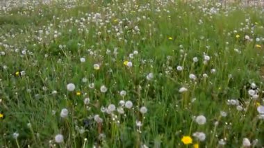 Karahindiba çiçeği sonra birlikte çayırda rüzgarlı bir gün. Rüzgar hafif tohum götürüyor.
