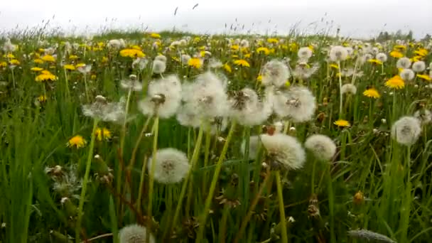 Día ventoso en el prado con dientes de león después de las flores. El viento está quitando semillas ligeras . — Vídeos de Stock