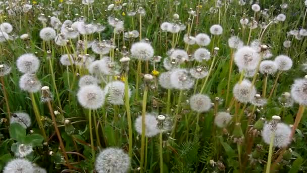 Windy day in meadow with dandelions after blossoms. The wind is taking away light seeds. — Stock Video