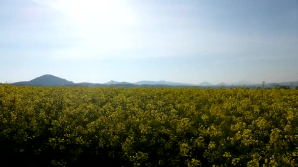 Los tallos de las violaciones en el campo amarillo de primavera de las violaciones en flor, la colina aguda en el horizonte . — Vídeo de stock